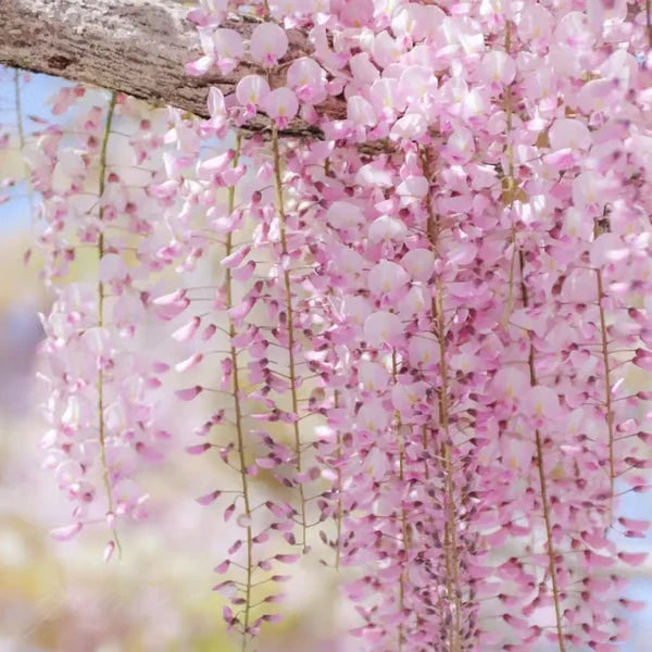 Wisteria Flower Seeds - Nature's Purple Elegance Fragrant, Quick-Growing 🪻