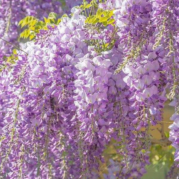 Wisteria Flower Seeds - Nature's Purple Elegance Fragrant, Quick-Growing 🪻