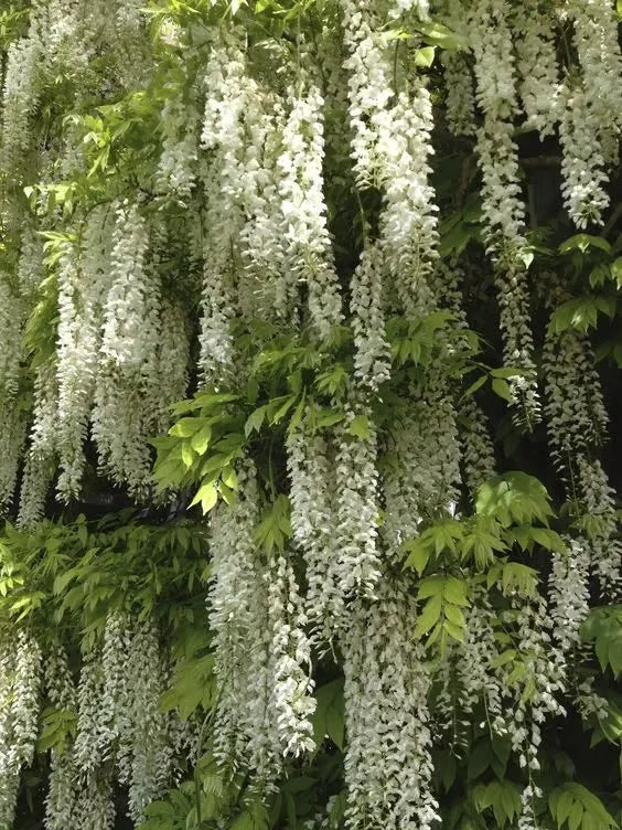 Wisteria Flower Seeds - Nature's Purple Elegance Fragrant, Quick-Growing 🪻