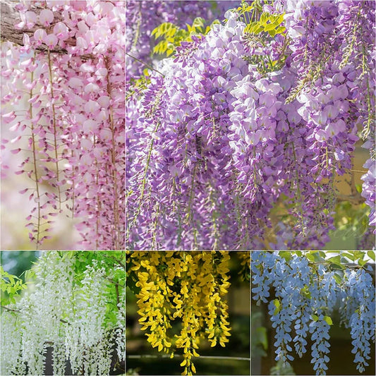 Wisteria Flower Seeds - Nature's Purple Elegance Fragrant, Quick-Growing 🪻